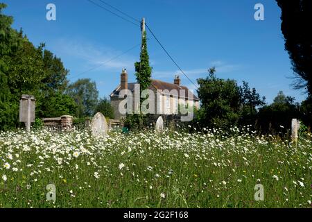 Wildblumen in St. Mary`s Churchyard, Kirtlington, Oxfordshire, England, Großbritannien Stockfoto